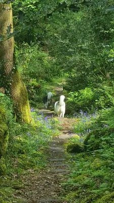 two stuffed animals walking down a dirt road at Y Branwen Restaurant & Rooms - Adult Only and Dog Friendly in Harlech