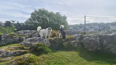 two goats standing on rocks on a field at Y Branwen Restaurant & Rooms - Adult Only and Dog Friendly in Harlech