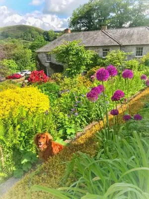 a dog sitting in a garden with flowers at Pen-Y-Dyffryn Country Hotel in Oswestry