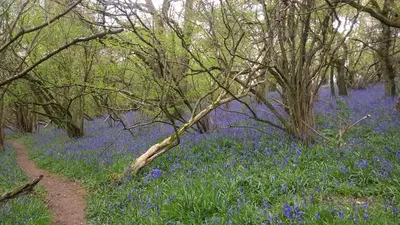 a path through a field of blue flowers at Hazler Lodge guest house in Church Stretton