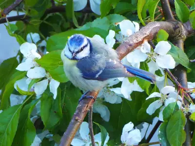 a bird perched on a tree branch with white flowers at The Bakery in Llanddeiniol