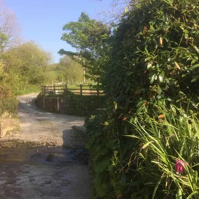 a bush with a fence on a dirt road at The Bakery in Llanddeiniol