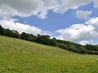 a herd of sheep grazing in a grassy field at Upper Ffinnant in Aber-Brân