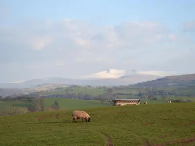 a sheep grazing in a field with mountains in the background at Chalgrove in Aber-Brân