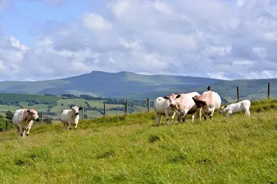 a herd of cows standing on a grassy hill at Barn Cottage in Brecon
