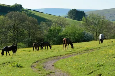 a group of horses grazing in a field at Log Cabin in Brecon