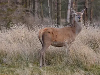 a deer standing in a field of tall grass at Pant Glas Barn in Llanbrynmair