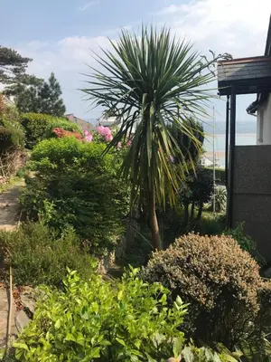a garden with a palm tree and other plants at Brig-y-Don in Aberdyfi