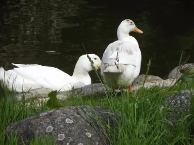 two white ducks standing on rocks next to the water at cosy ground floor disabled friendly room in farm house in Bala