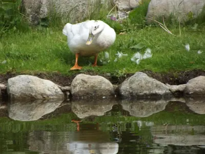 a white bird standing on some rocks near some water at cosy ground floor disabled friendly room in farm house in Bala