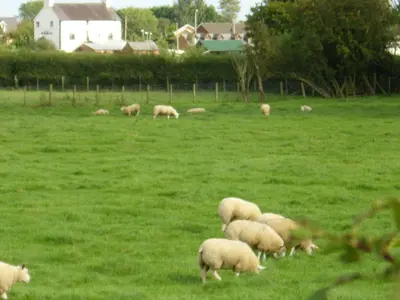 a herd of sheep grazing in a grass field at Ty Llew in Llandysilio