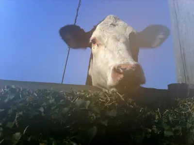 a cow sticking its head over a pile of grass at Ty Llew in Llandysilio
