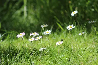 a group of white flowers in the grass at Yr Hen Feudy in Barmouth
