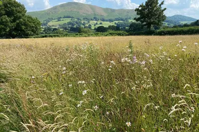 a field of tall grass with mountains in the background at The Oaks in Church Stretton