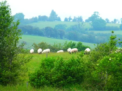 a herd of sheep grazing in a grassy field at Hay-on-Hye retreat in Hay-on-Wye