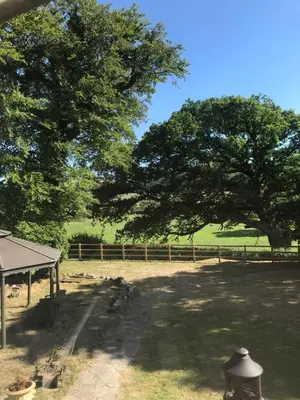 a large tree in the middle of a field at Aberystwyth, Pentre Farmhouse, in Capel Bangor