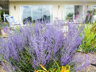 a bunch of purple flowers in front of a house at Herons in Byford