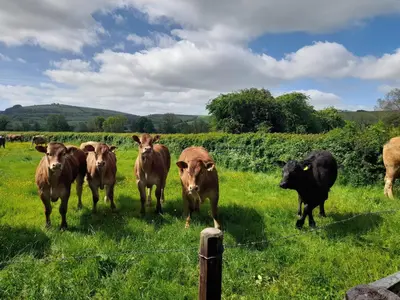 a herd of cows standing in a field at Bicton Lodge in Clun
