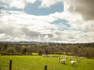 a herd of sheep grazing in a field at Cwmcelyn in Nantmel