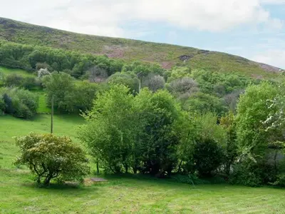 a group of trees in a field with a hill at The Wilderness in Bromlow