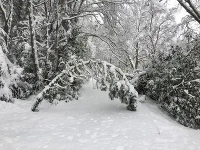 a snow covered tree branch with snow on it at Riverside Cottage in Llandrindod Wells