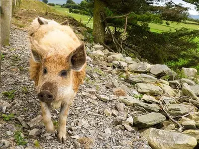 a small brown pig walking on a rocky trail at Y Bwthyn in Ystrad Meurig