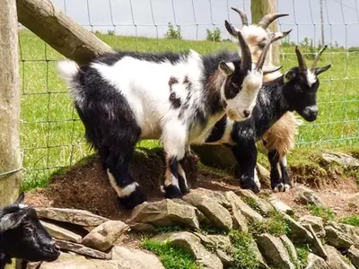 three goats standing next to a fence at Y Bwthyn in Ystrad Meurig