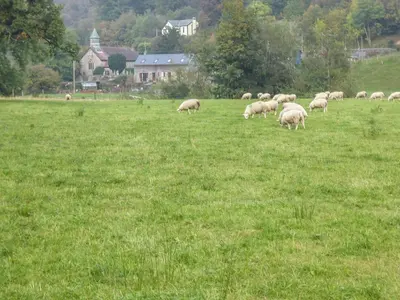 a herd of sheep grazing in a field of grass at Tynddol Barn in Llanbadarn-fynydd