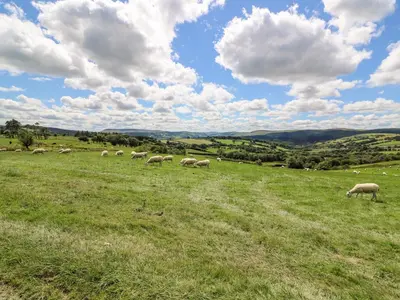 a herd of sheep grazing in a grassy field at Meadow View in Saint Harmon