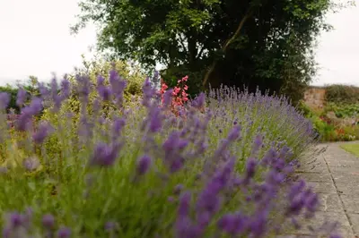 a field of purple flowers in a garden at Hordley Hall in Ellesmere
