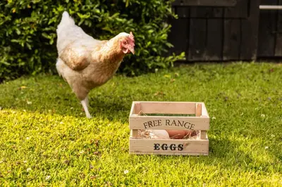 a chicken standing next to a wooden box with a free range eggs at Wye Cottage in Builth Wells