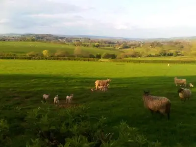 a herd of sheep grazing in a green field at The Draen Bed and Breakfast in Brecon