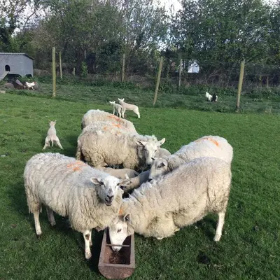 a group of sheep eating from a trough in a field at Mid Wales Arts B&B in Caersws