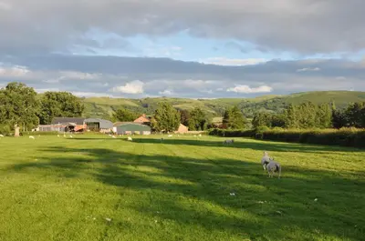 a sheep standing in a field of green grass at Mid Wales Arts B&B in Caersws