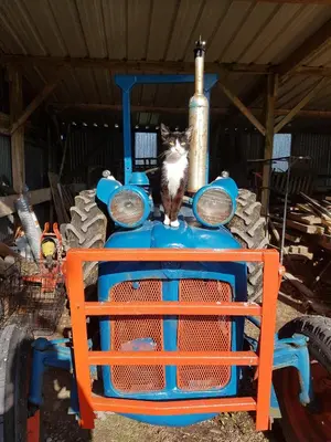 a cat sitting on top of a blue truck at Welshhomestead in Tregaron