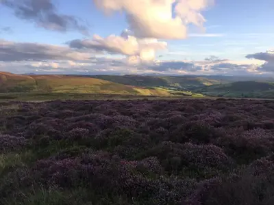a field of purple flowers with mountains in the background at Nant-Y-Glyn in Llandrindod Wells