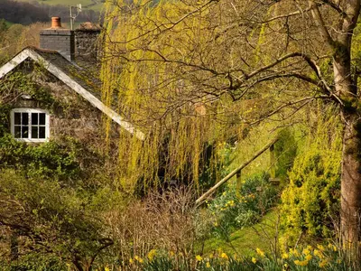 an ivy covered house in a garden with yellow flowers at Dolgenau Cottages in Trefeglwys