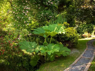a garden with a large green plant in the grass at Dolgenau Cottages in Trefeglwys