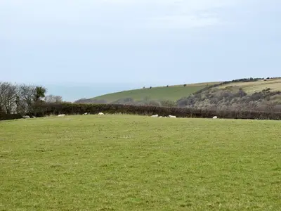 a group of animals grazing in a field at Ty Nant in Llanon