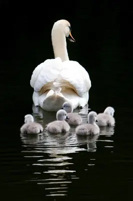 a white swan and its babies in the water at The Lake Country House Hotel & Spa in Llangammarch Wells