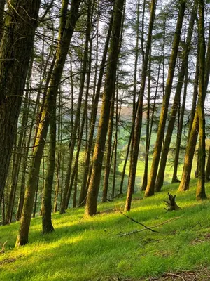 a wooded area with trees and green grass at Cae'r Beili in Llandovery