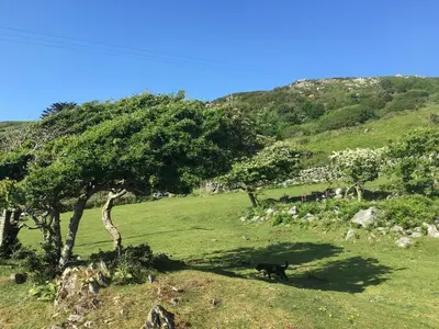 a black dog laying in a field under a tree at Beautiful Wales in Barmouth