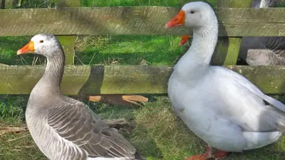 two geese standing next to a wooden fence at Glanwye in Hay-on-Wye