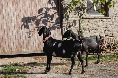 two black dogs standing next to a building at Glanwye in Hay-on-Wye