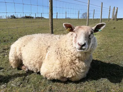 a sheep laying in the grass next to a fence at Nant-Isa in Shelve