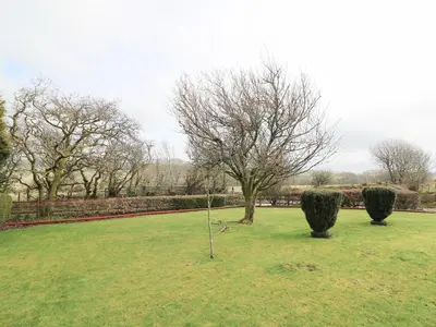 a tree in the middle of a grass field at Blaenywawr Annexe in Cross Inn