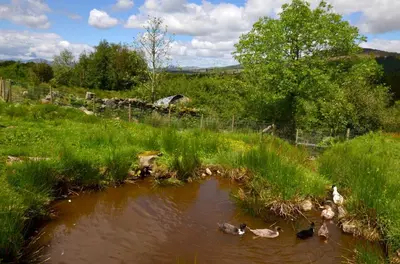a group of ducks in a pond in a field at 3 Bed in Dolgellau oc-wah569 in Llanfachreth