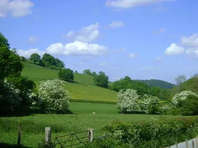 a green pasture with a fence and trees in a field at The Forest Country House B&B in Newtown