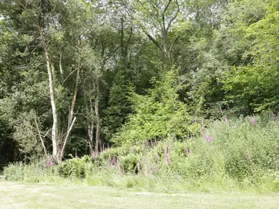 a field with grass and flowers in front of a forest at Woodpecker Cottage in Ludlow