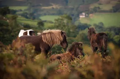 a group of horses standing in a field at The House In The Hills in Velindre